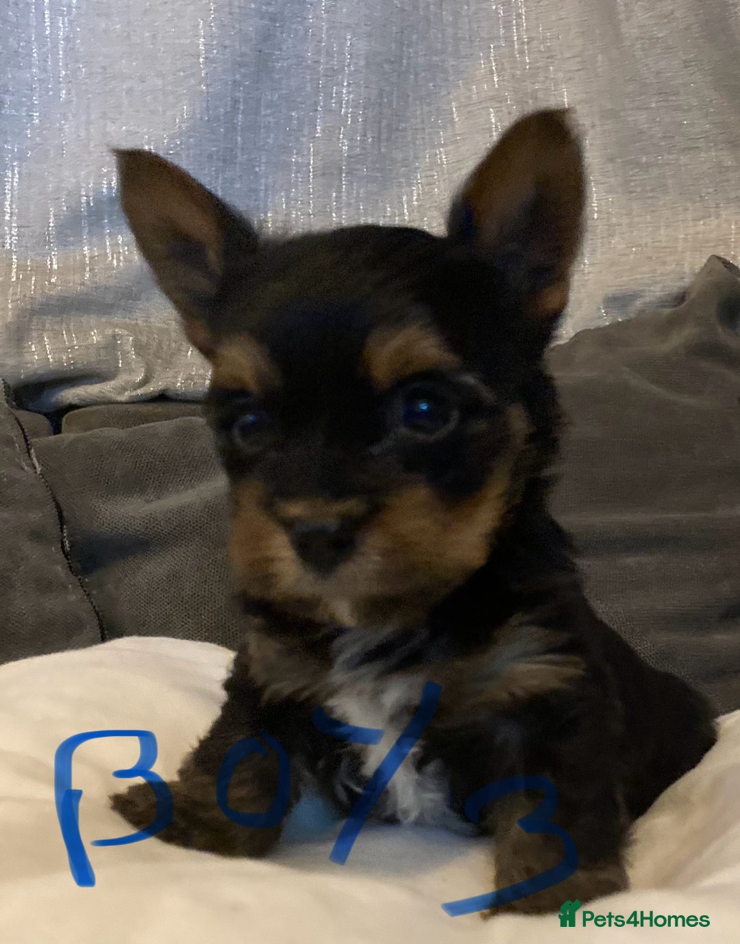 Mixed Breed dogs for sale: Biewer Yorkshire Terrier puppies for sale - Image 7