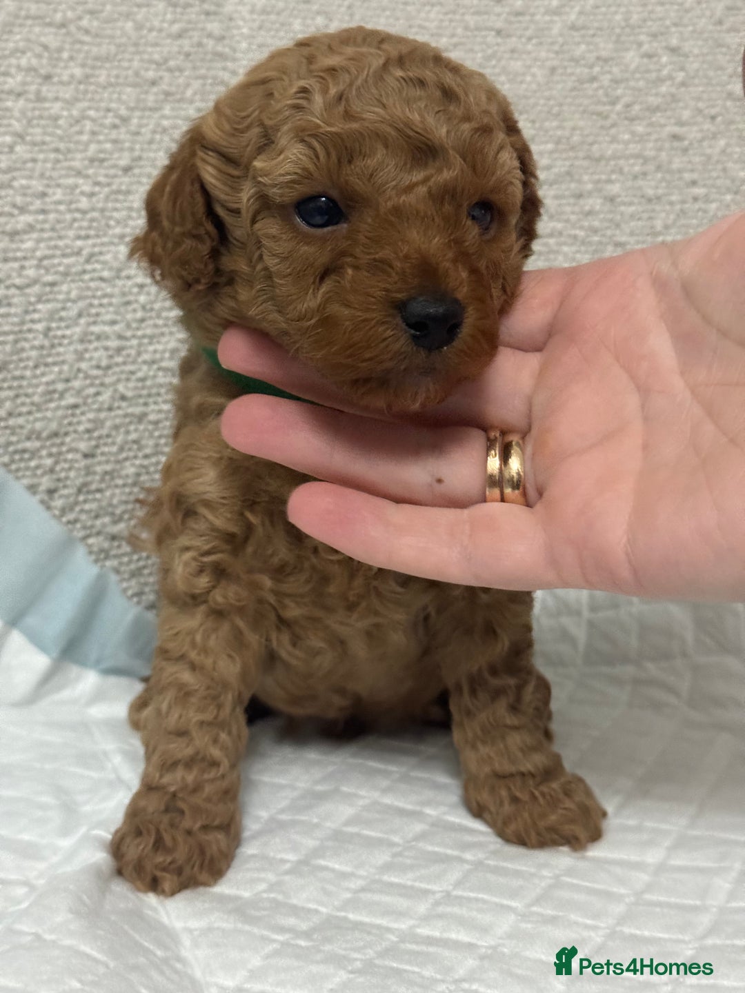 Toy Poodle dogs for sale: Toy poodle  - Advert 4