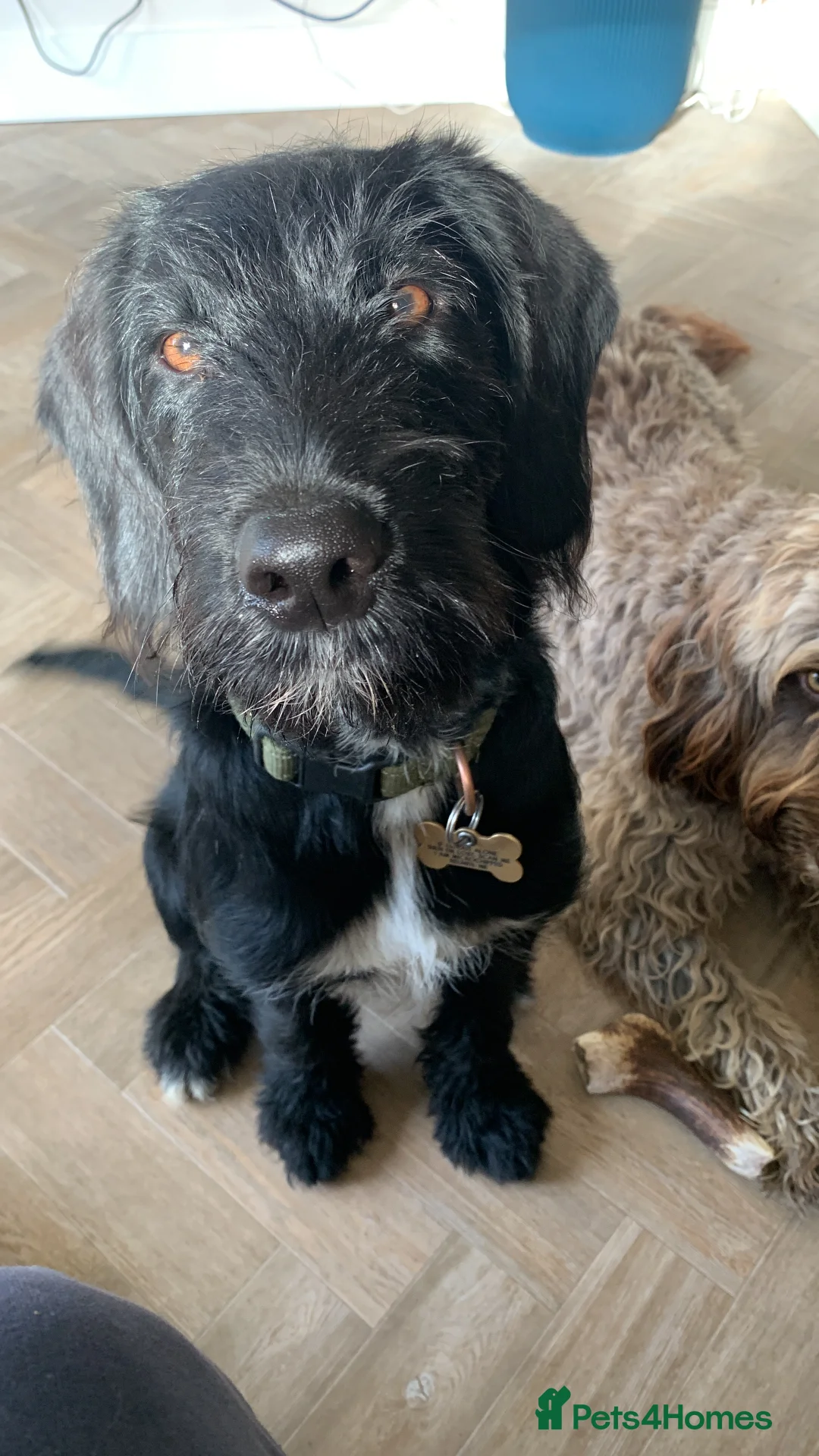 Labradoodle dogs for stud: F1b Miniature Labradoodle (Fully Health Tested) - Advert 30