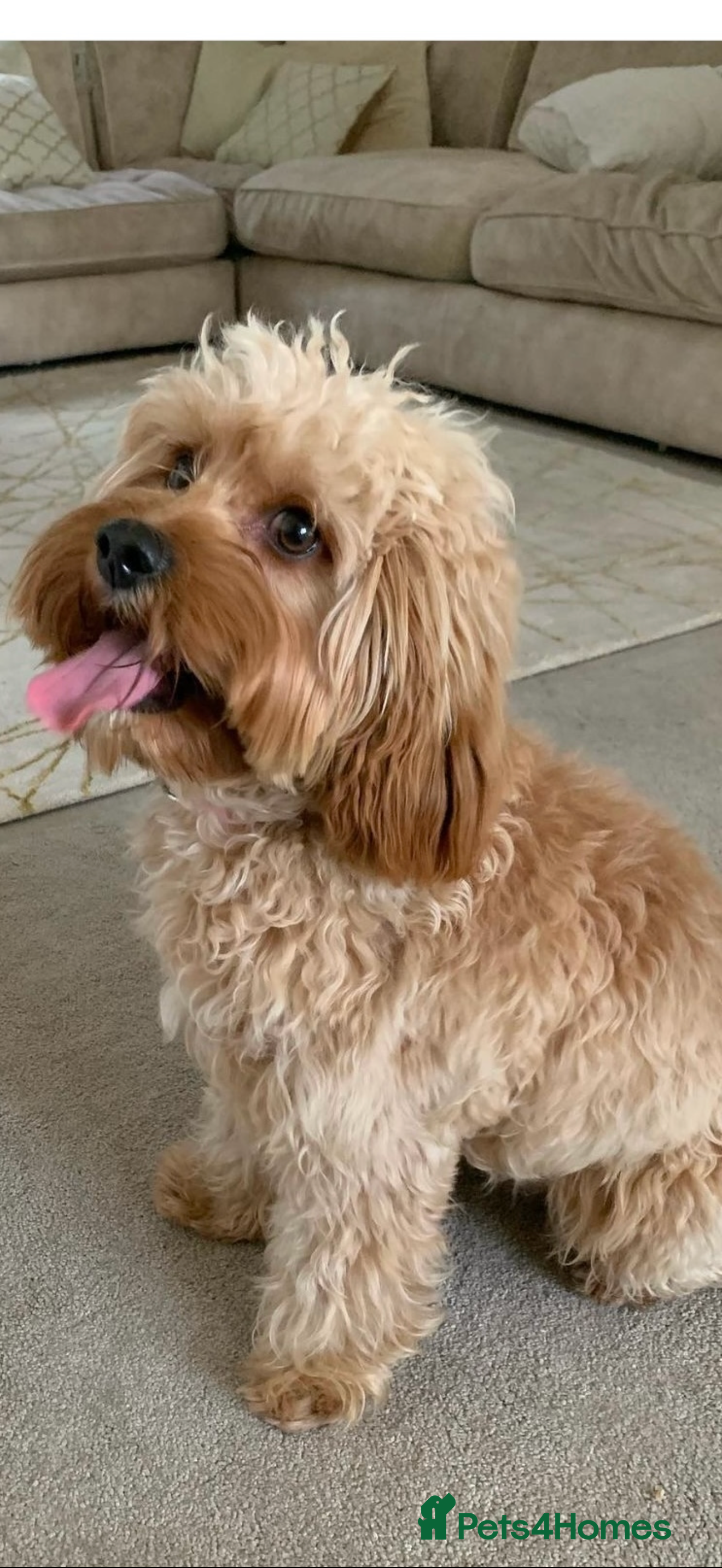 Cavapoo dogs Cavapoo little bears LICENSED - Advert 3