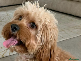 Cavapoo dogs Cavapoo little bears LICENSED - Advert 1