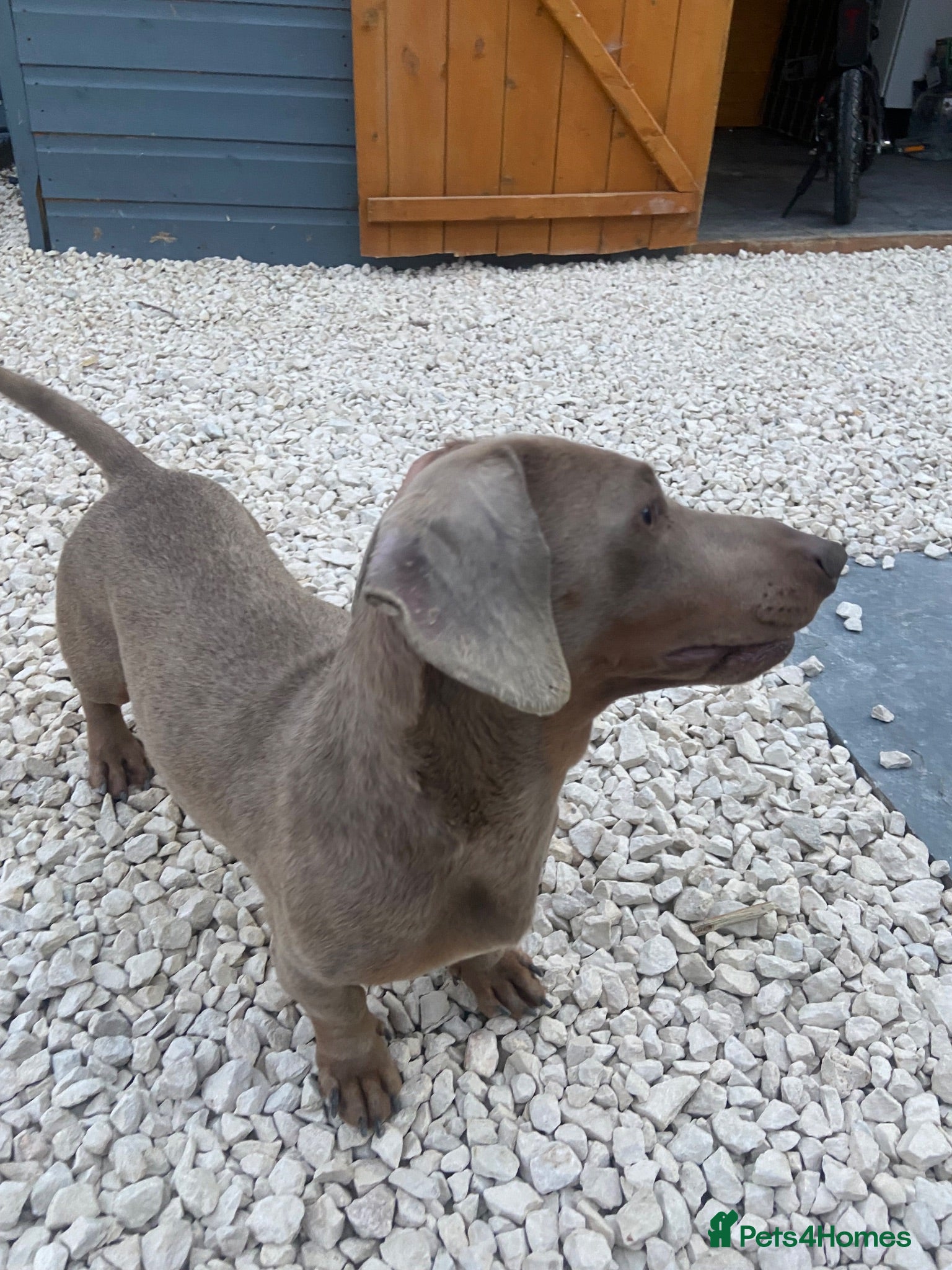 Miniature Dachshund dogs Miniature dashound boy - Advert 1