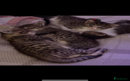 Russian Blue cats for sale: Kittens for sale  - Image 5