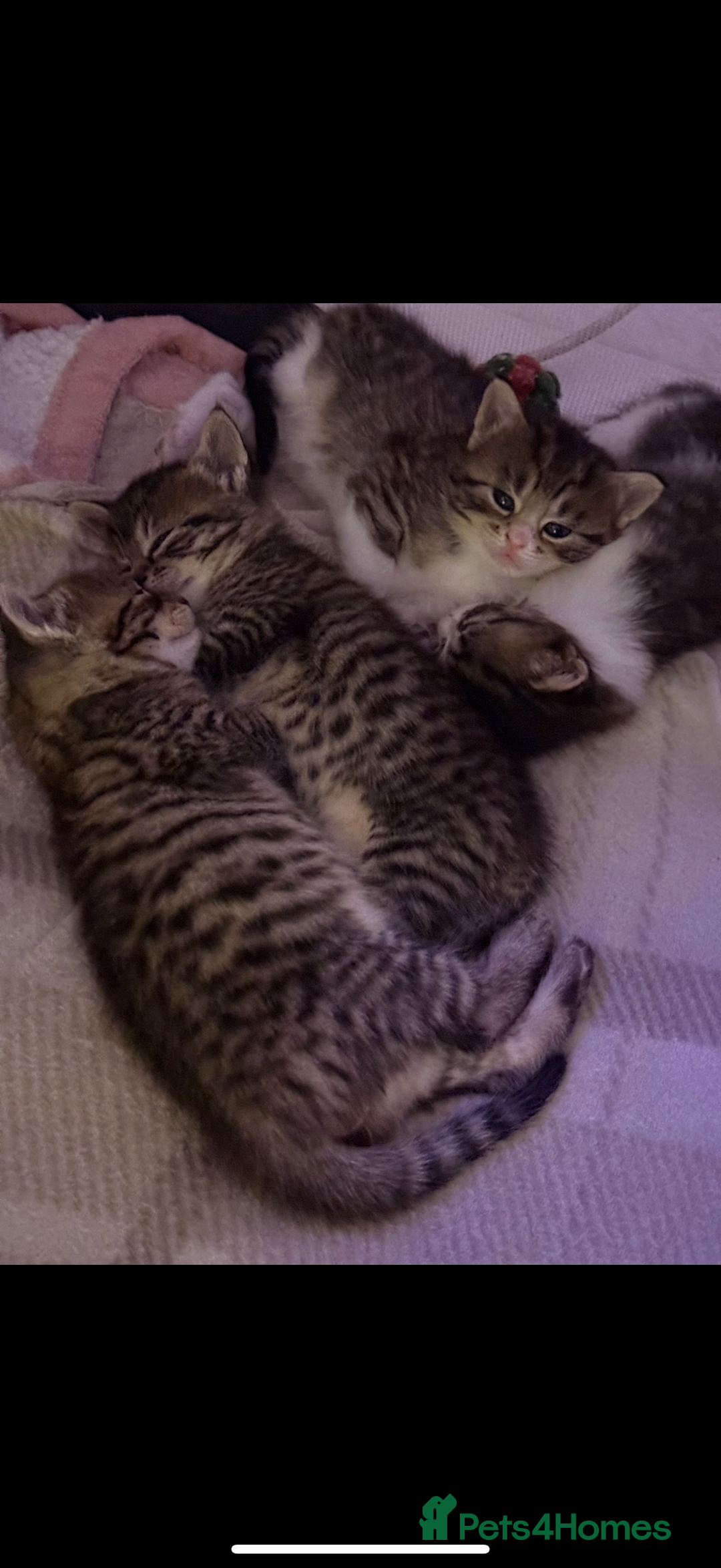 Russian Blue cats for sale: Kittens for sale  - Image 5