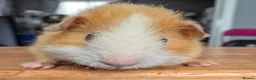 Guinea Pig rodents for sale: Bonny teddies guinea pigs - Advert 6