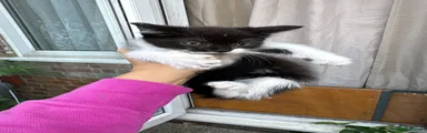 Mixed Breed 3