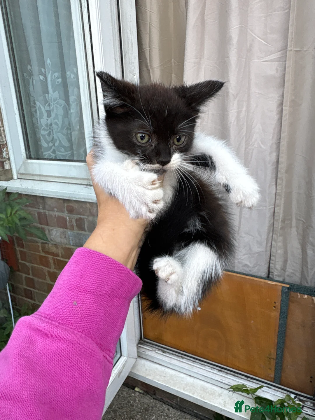 Mixed Breed cats for sale: 3 kittens ready for forever homes  in Hounslow - Advert 2