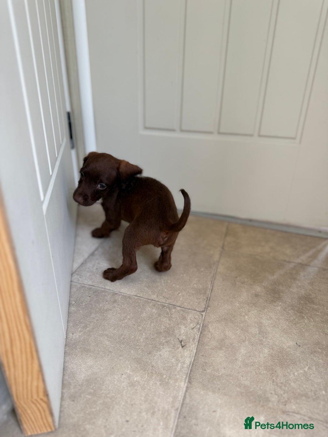 Doxiepoo dogs for sale: Daxi poos - Image 15