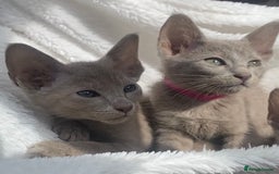 Mixed Breed cats for sale: Oriental X Siamese  - Image 29