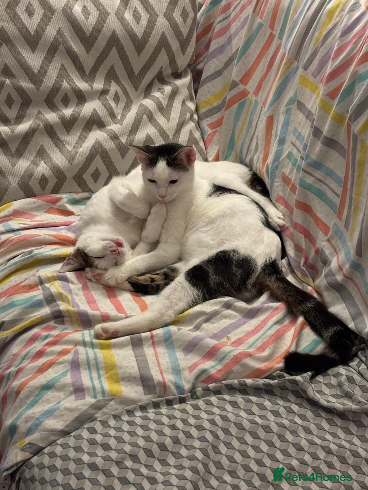 Domestic Shorthair cats Daisy & Ryder - Adopt Cats in Crisis East Ldn - Advert 22