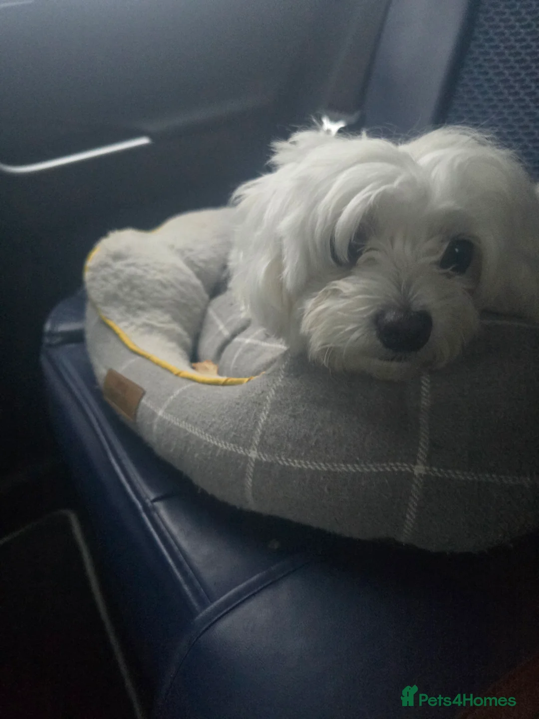 Maltese dogs for sale: 3 fluffy and lovely maltese girls for sale - Advert 1