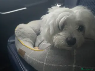 Maltese dogs 3 fluffy and lovely maltese girls for sale - Advert 6