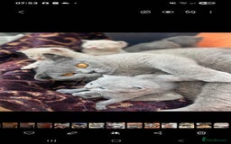 British Shorthair cats for sale: ✨️stunning brittish Shorthair kittens✨️ - Advert 1