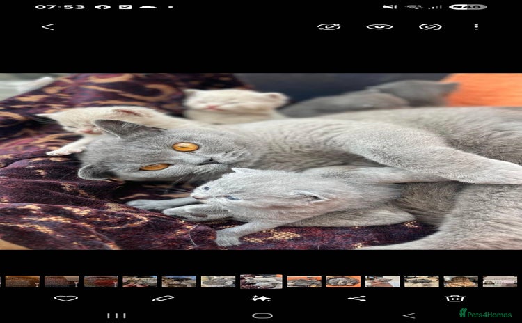 British Shorthair cats ✨️stunning brittish Shorthair kittens✨️ - Advert 2