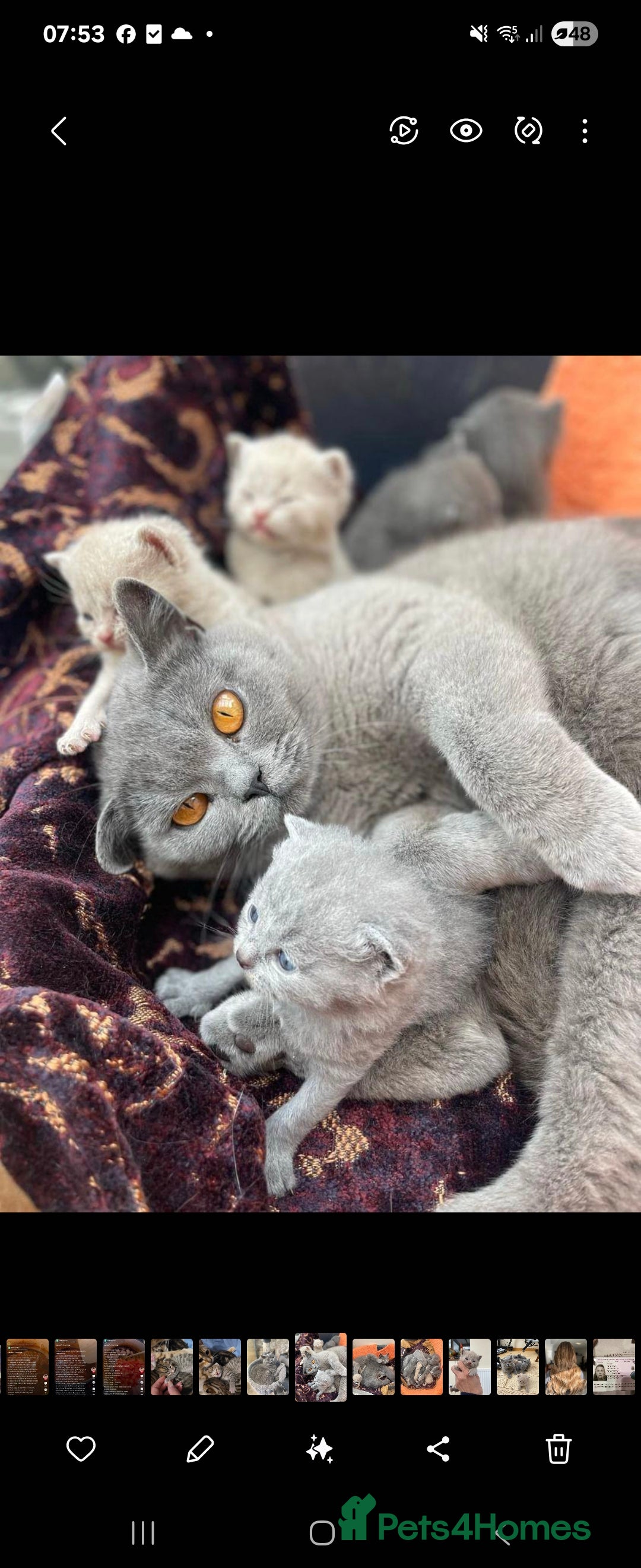 British Shorthair cats for sale: ✨️stunning brittish Shorthair kittens✨️ - Advert 1