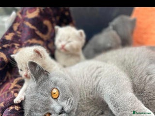 British Shorthair cats ✨️stunning brittish Shorthair kittens✨️ - Advert 2
