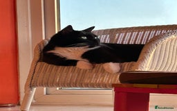 Mixed Breed cats for sale: Nuka  - Image 8