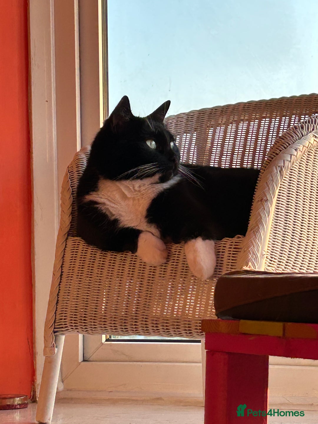 Mixed Breed cats for sale: Nuka  - Image 8