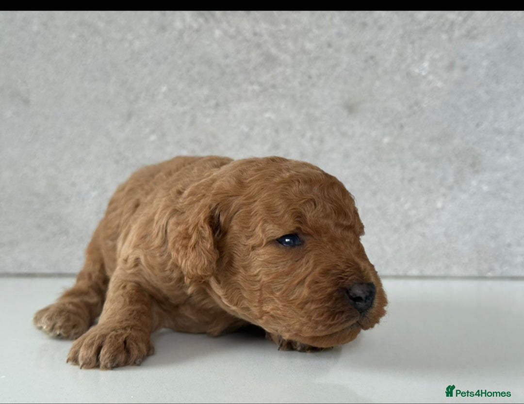 Cockapoo dogs for sale: F2 Cockapoo puppies for sale  - Image 7