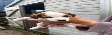 Jack Russell 1