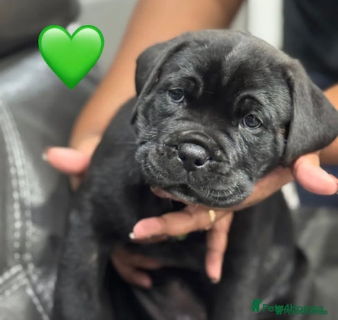 Cane Corso dogs - Advert 1