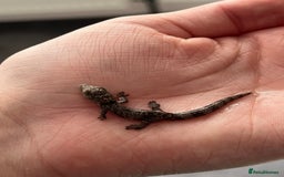 Gecko reptiles for sale: Eurydactylode babies for sale (chameleon geckos) - Image 6