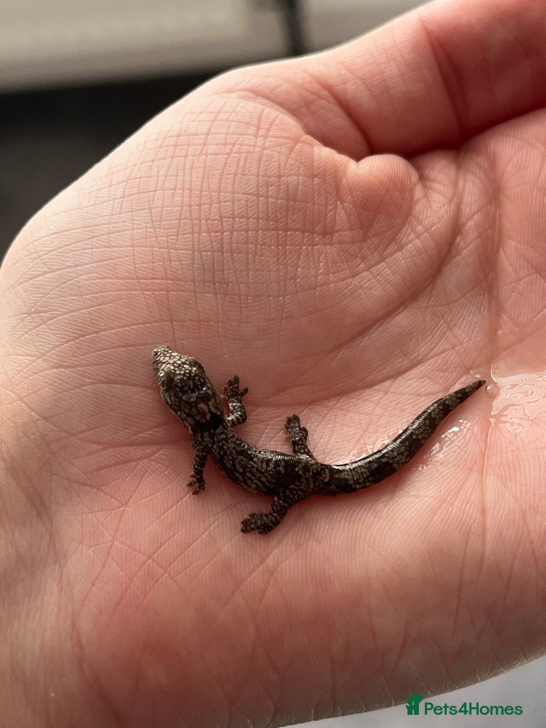 Gecko reptiles for sale: Eurydactylode babies for sale (chameleon geckos) - Image 6