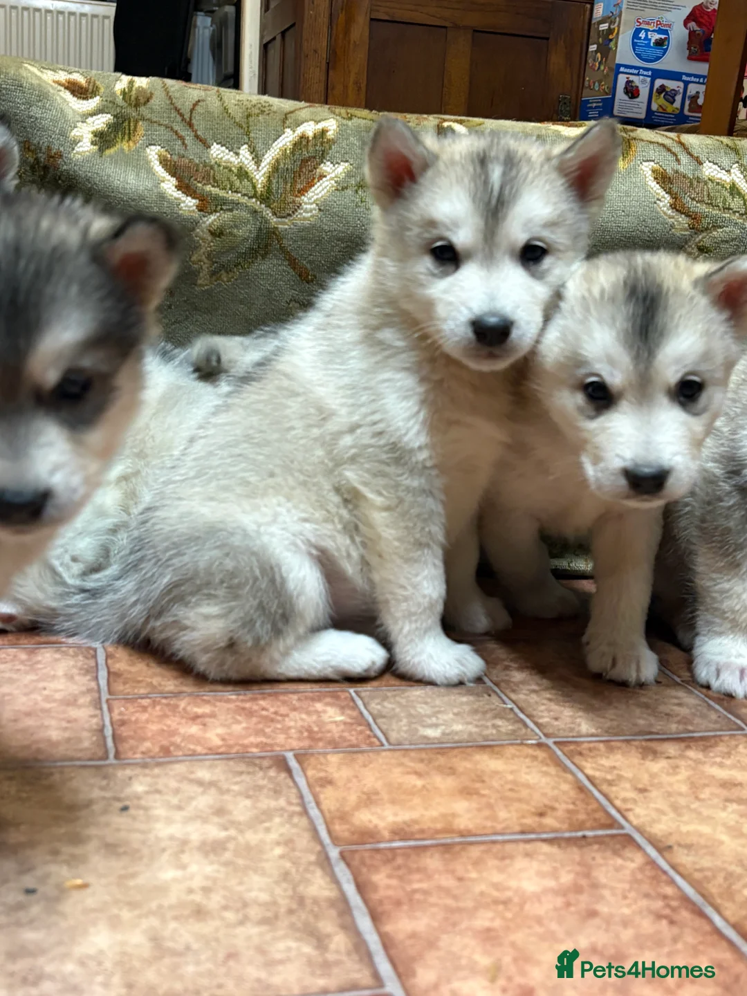 Alaskan Malamute dogs for sale: K.C registered Quality Alaskan Malamute puppies - Advert 22