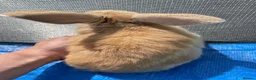 Mini Lop rabbits for sale: Mini Lop Rabbits Pure Bred  - Advert 20