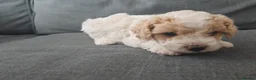 Mixed Breed dogs for sale: Cavapoochon puppies  - Advert 17