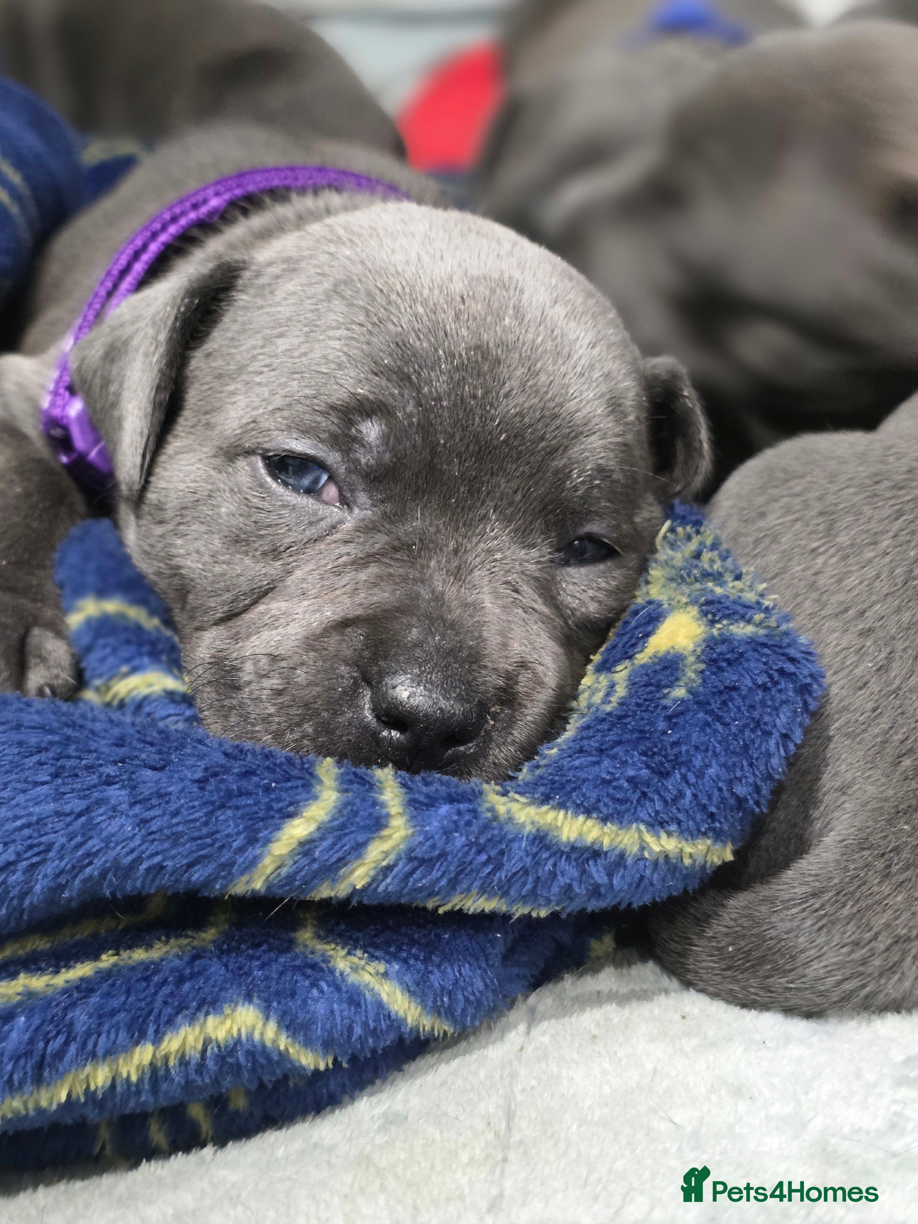 Staffordshire Bull Terrier dogs Beautiful Staffordshire Bull Terrier Puppies - Advert 14