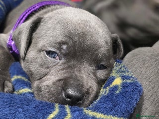 Staffordshire Bull Terrier dogs Beautiful Staffordshire Bull Terrier Puppies - Advert 14