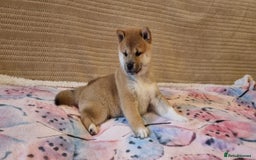 Japanese Shiba Inu dogs for sale: Beautiful Japanese Shiba Inu Puppies - Image 9