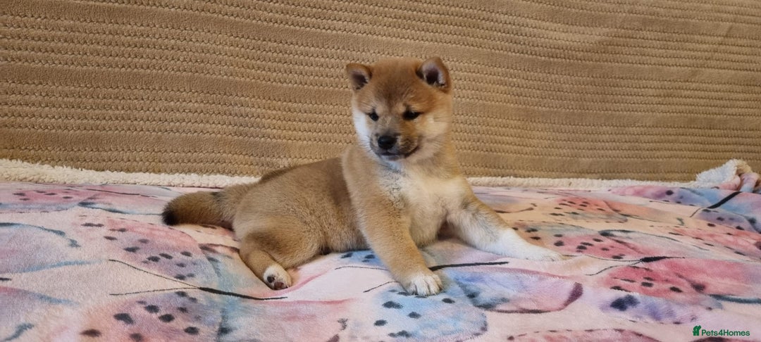 Japanese Shiba Inu dogs for sale: Beautiful Japanese Shiba Inu Puppies - Image 9