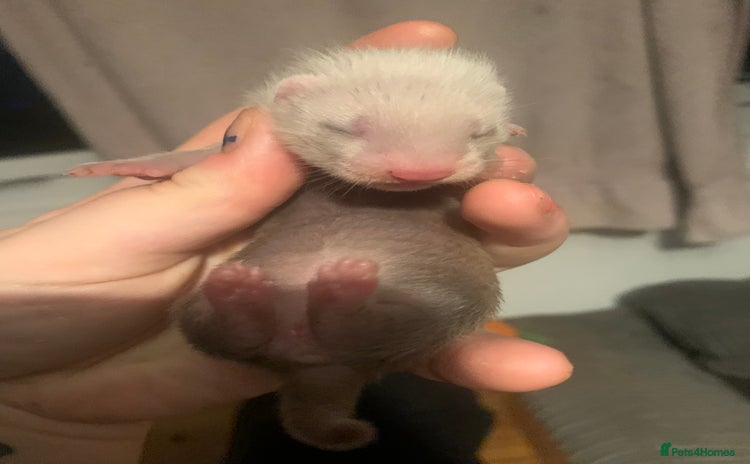 Ferret rodents - Advert 12