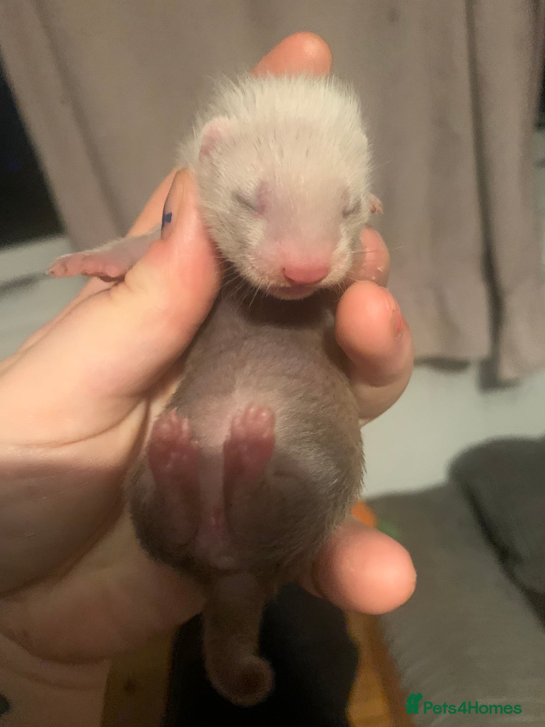 Ferret rodents for sale: 2 female kits available in 2 weeks  - Image 1