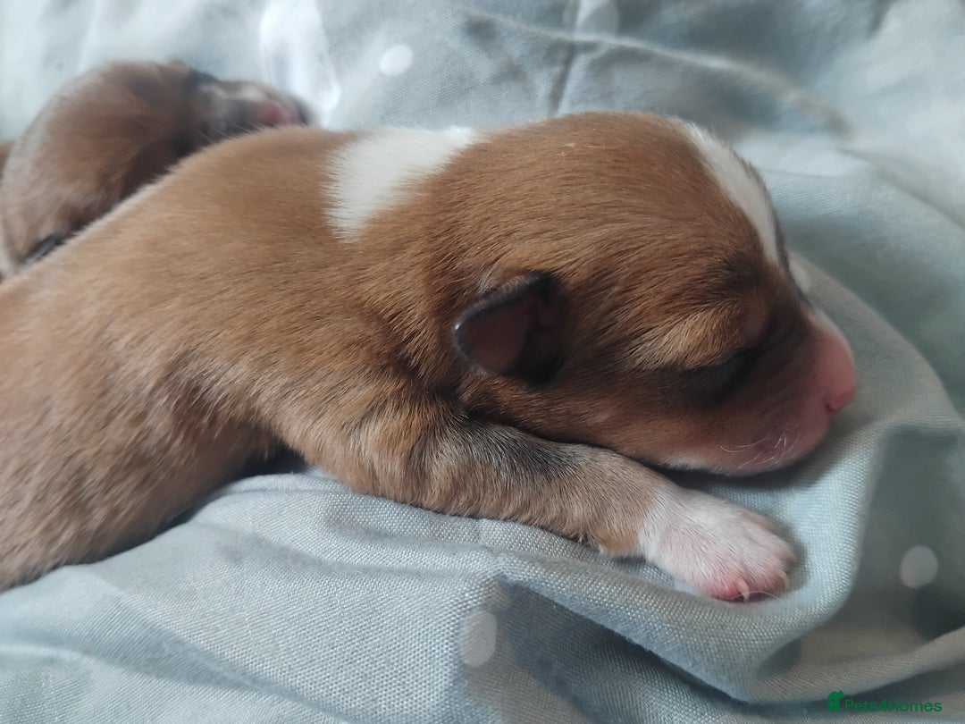 Mixed Breed dogs for sale: Beautiful YorkieRussell pups for sale! Small size  - Image 27