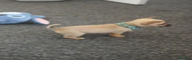Chihuahua 1