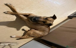Mixed Breed dogs for sale: 8 beautiful pups  - Image 12