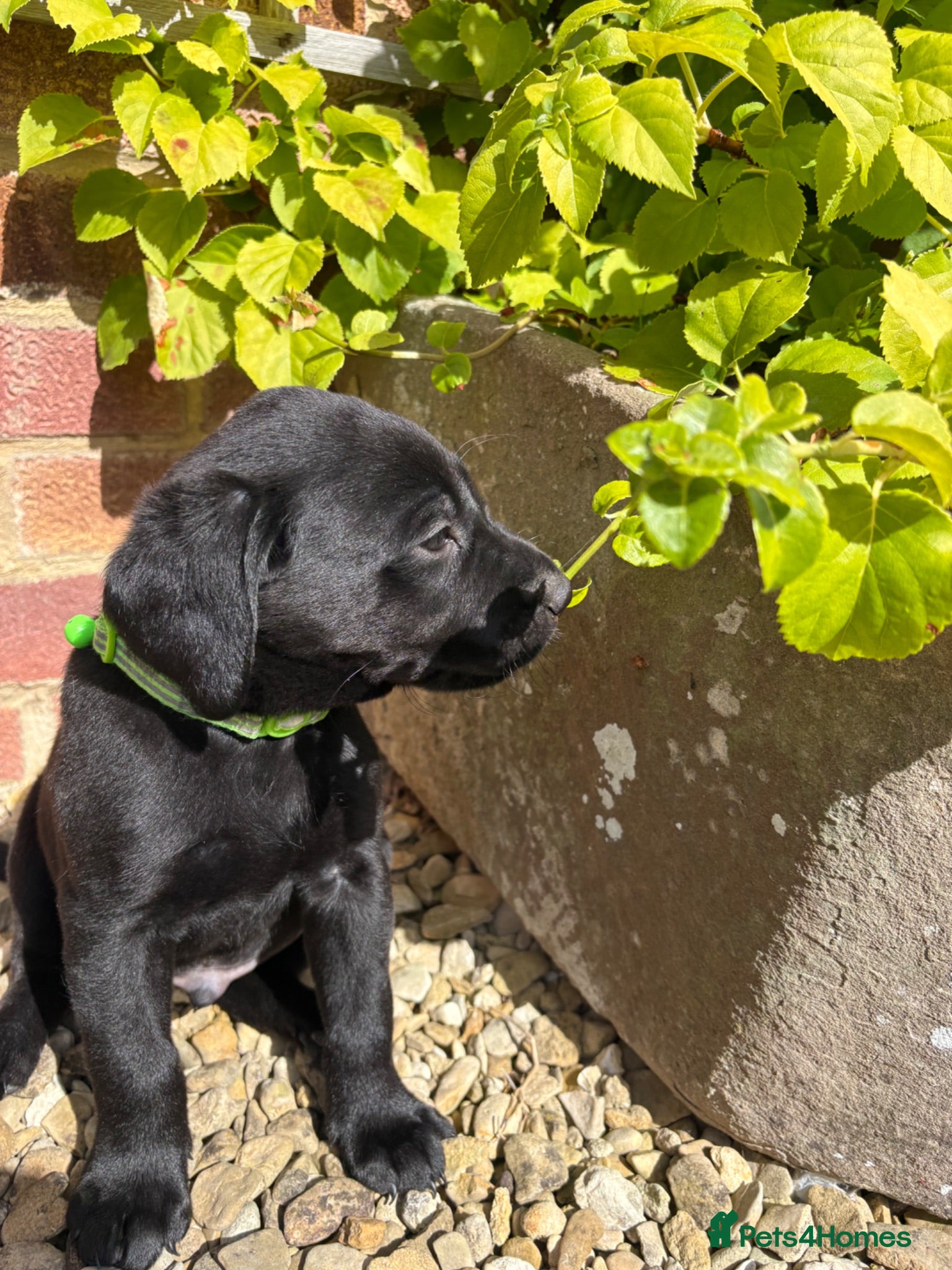 Labrador Retriever dogs Labrador puppies, male and female  - Advert 2