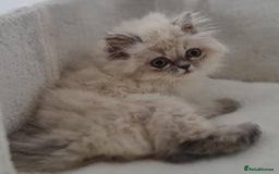 Persian cats for sale: Persian Kittens Looking For New Home - Image 19