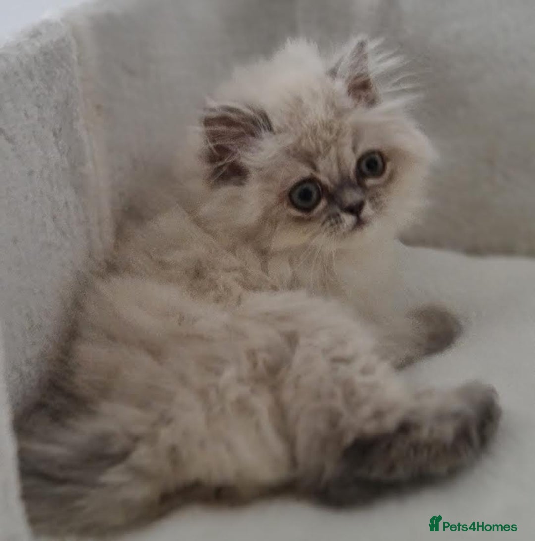 Persian cats for sale: Persian Kittens Looking For New Home - Image 19