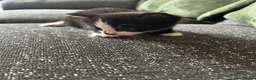 Mixed Breed cats for sale: 3 male kittens for sale  - Advert 9