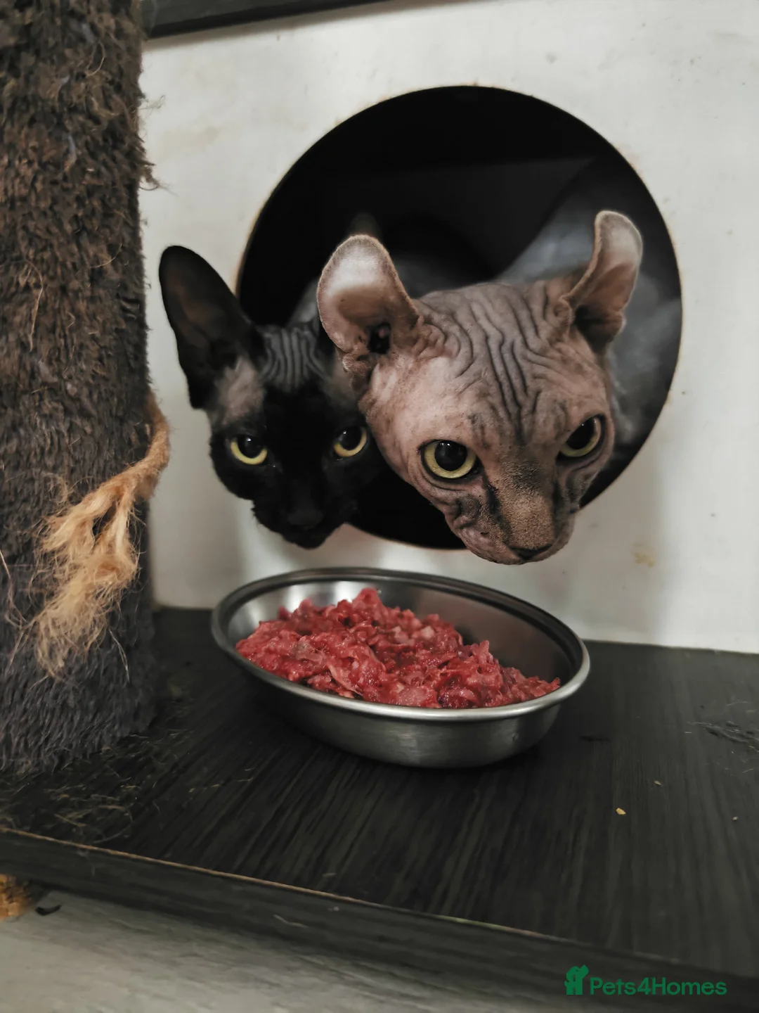 Sphynx cats for sale: Canadian x Elf Sphynx Kittens - Advert 1