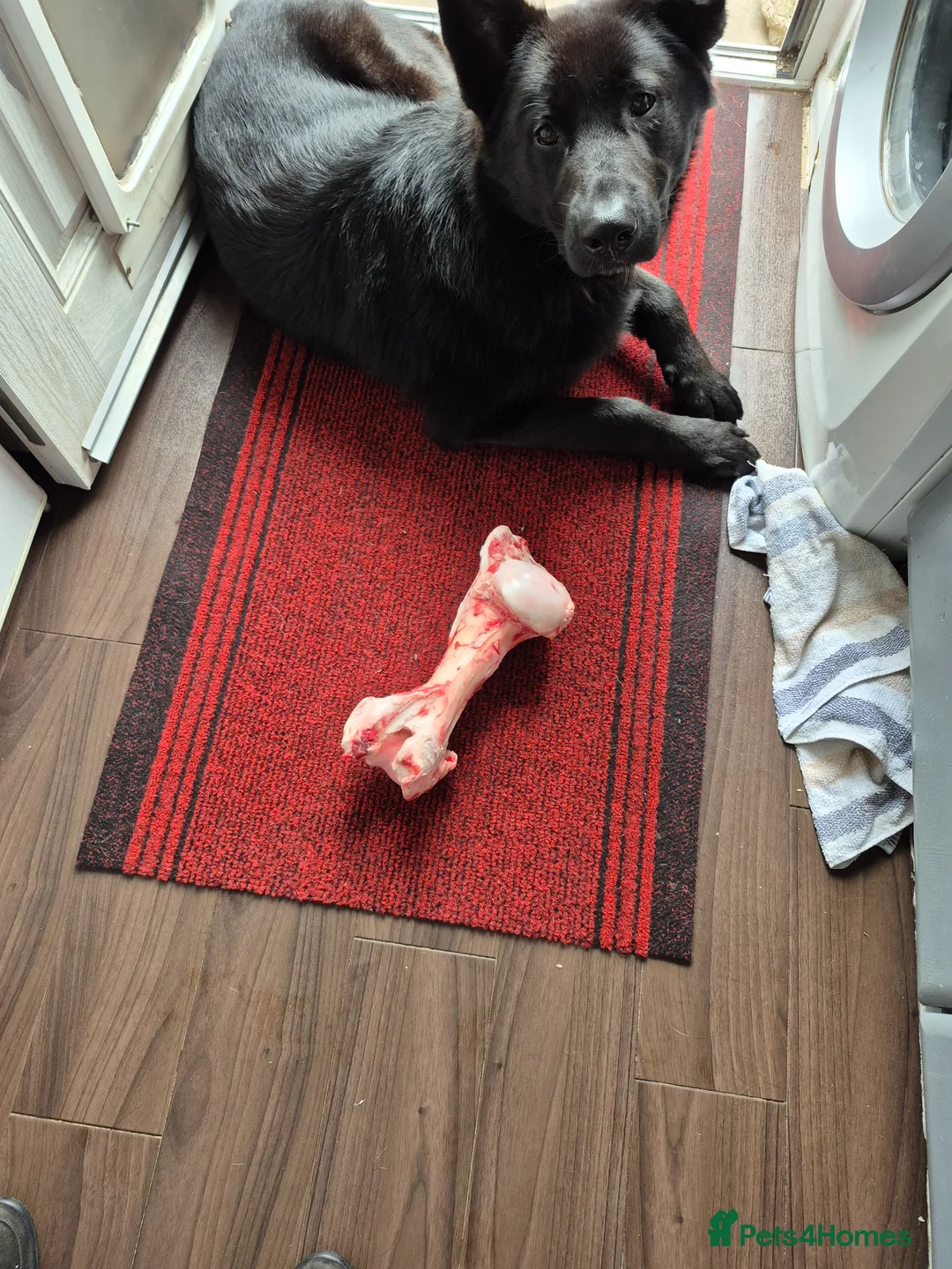 German Shepherd dogs for sale: Male black german shepard in Leamington Spa - Advert 8