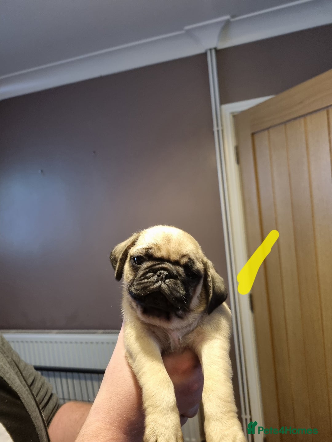 Pug dogs for sale: Pug puppies looking for furever homes - Advert 15