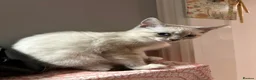 Bengal cats for sale: Bengal x ragdoll kittens - Advert 9