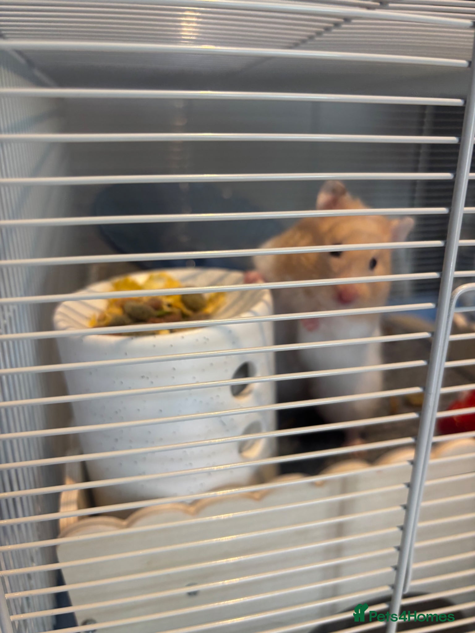 Hamster rodents for sale: Female Syrian hamster  in Huddersfield - Advert 1