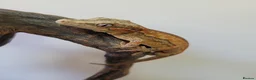 Gecko reptiles for sale: Gargoyle Gecko Stripe Red and Orange Yellow base  - Advert 8