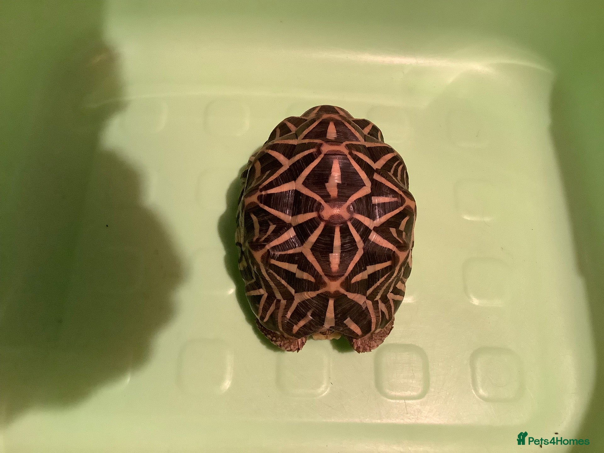 Tortoise reptiles INDIAN STAR TORTOISE - Advert 2
